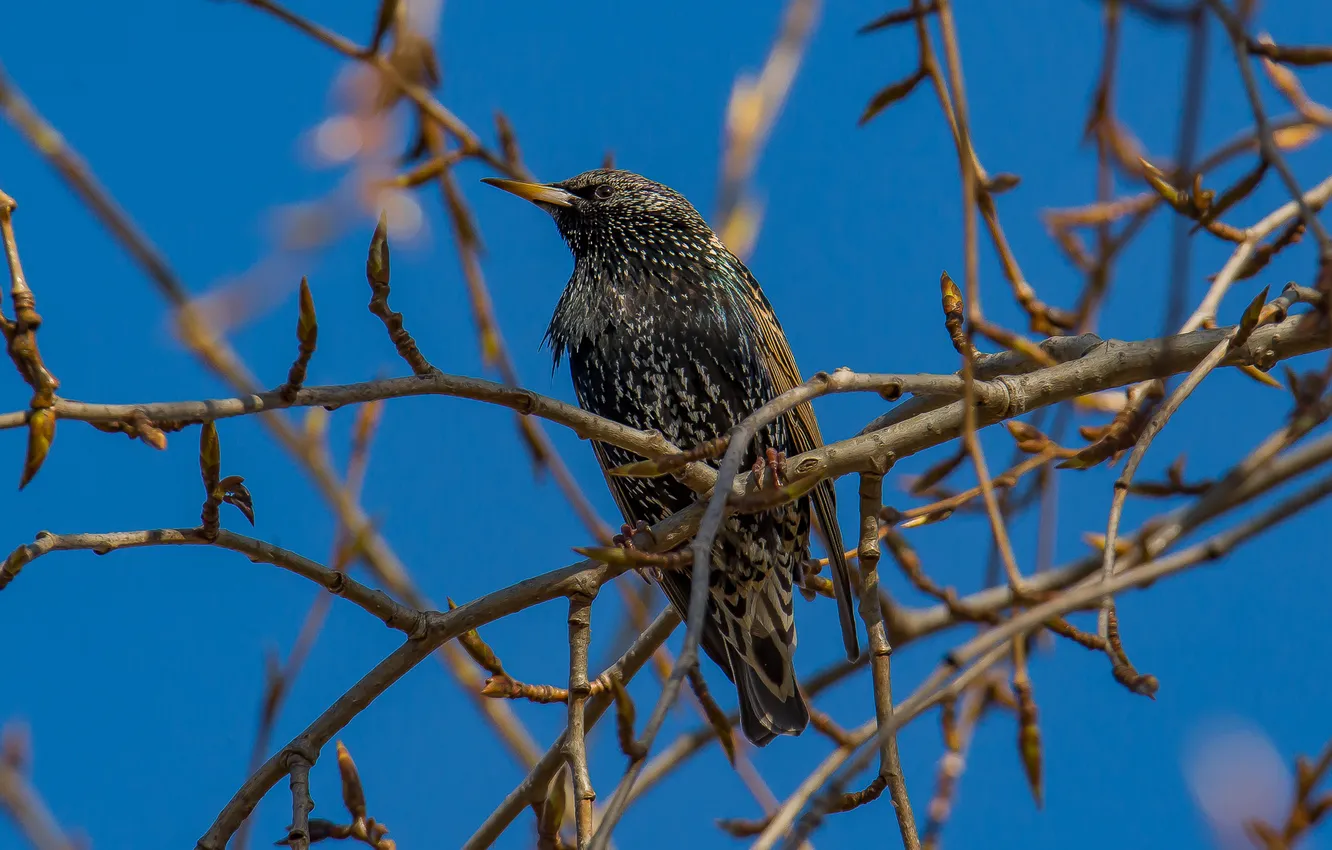 Photo wallpaper nature, bird, Starling