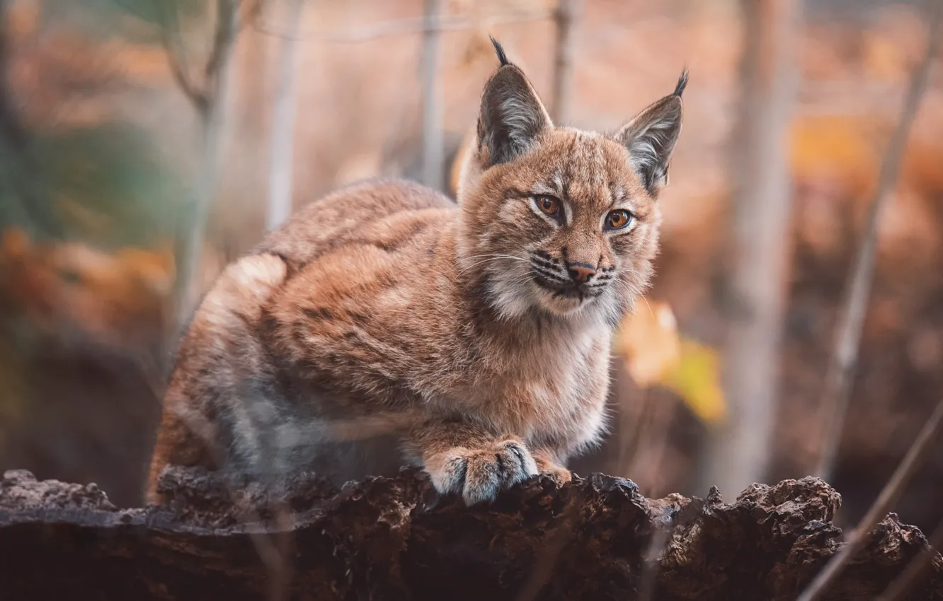 Photo wallpaper autumn, look, face, branches, nature, pose, bark, lynx