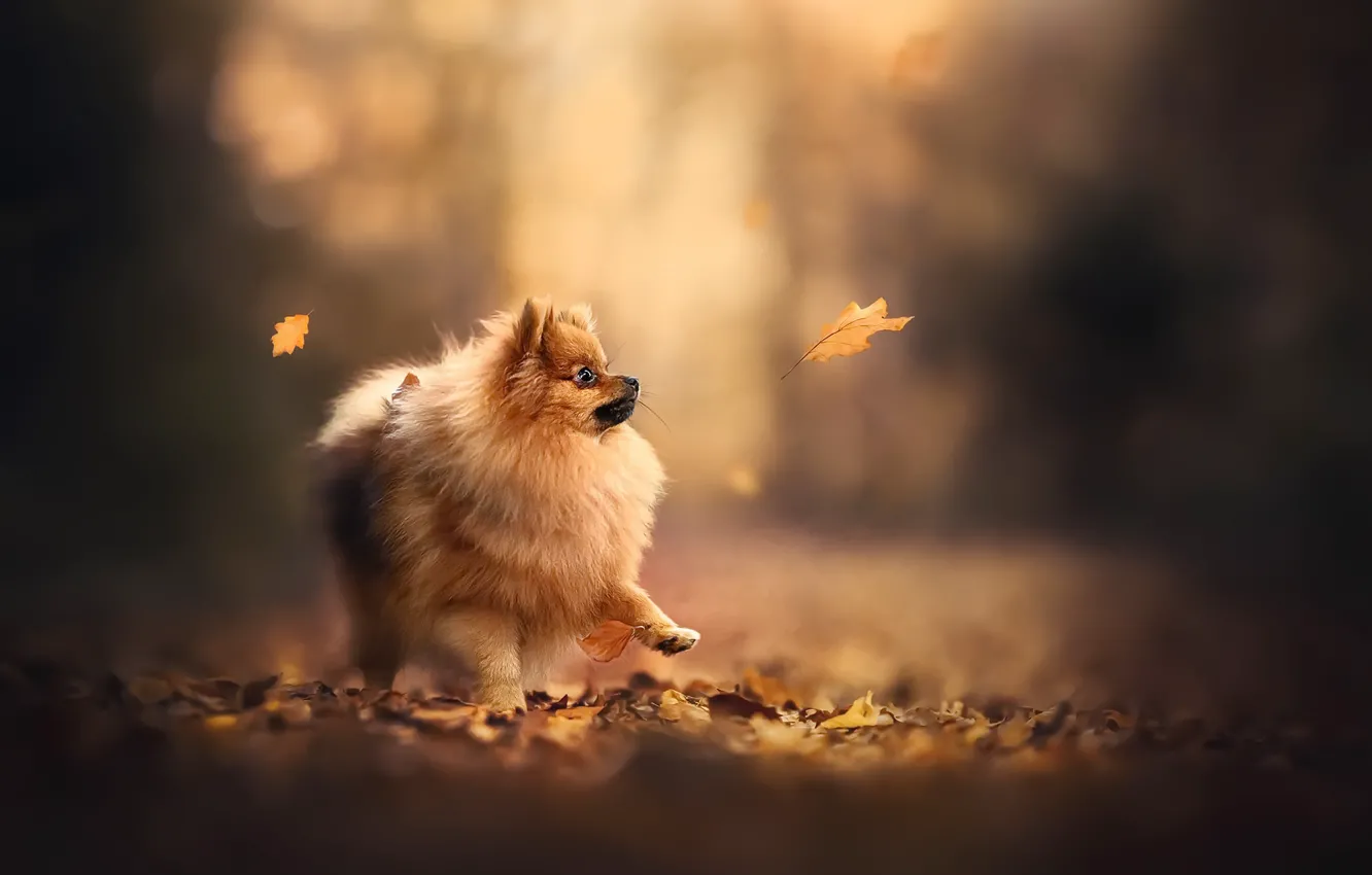 Photo wallpaper autumn, each, dog