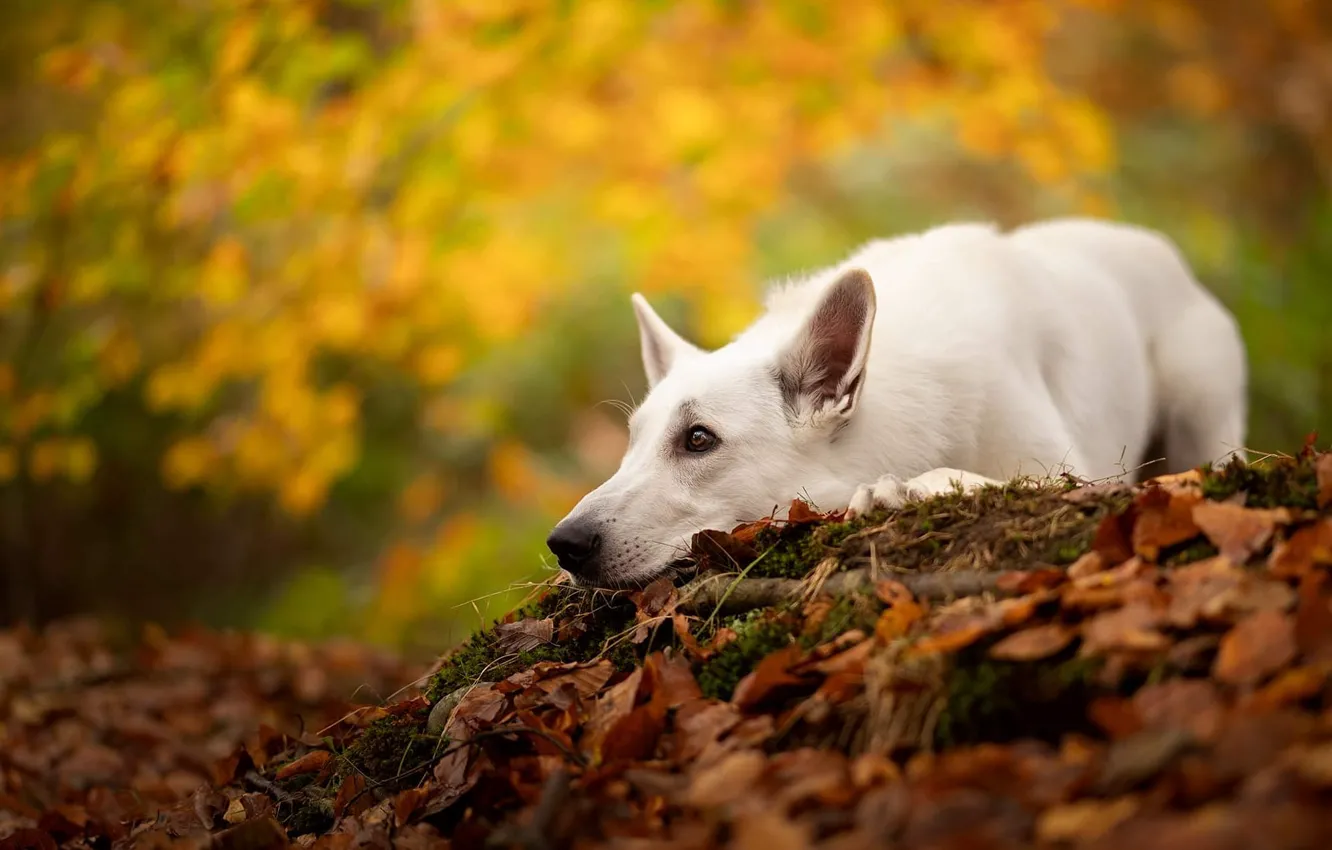 Photo wallpaper autumn, white, nature, Park, dog, lies, autumn leaves, Swiss shepherd dog