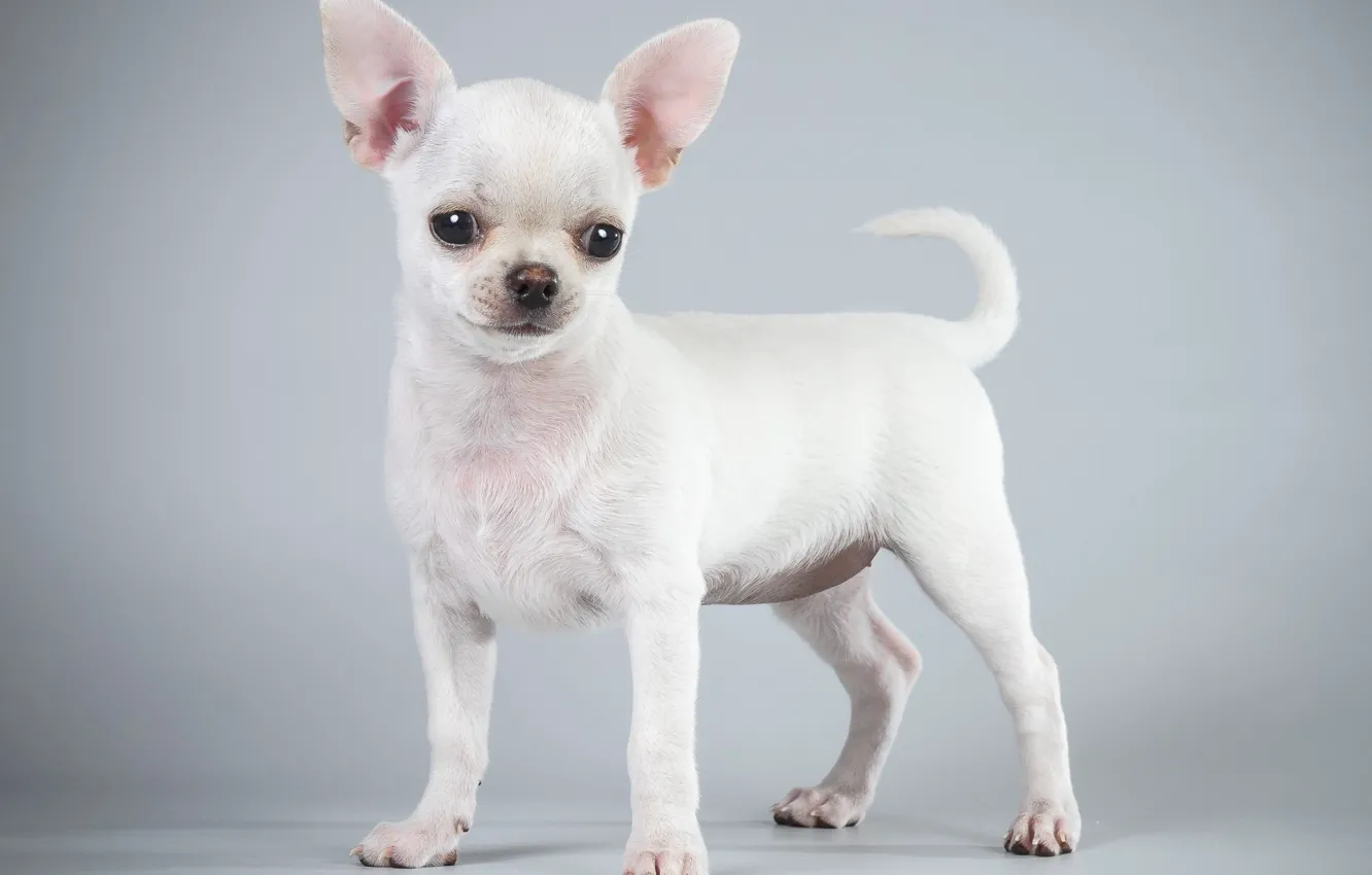 Photo wallpaper look, each, dog, puppy