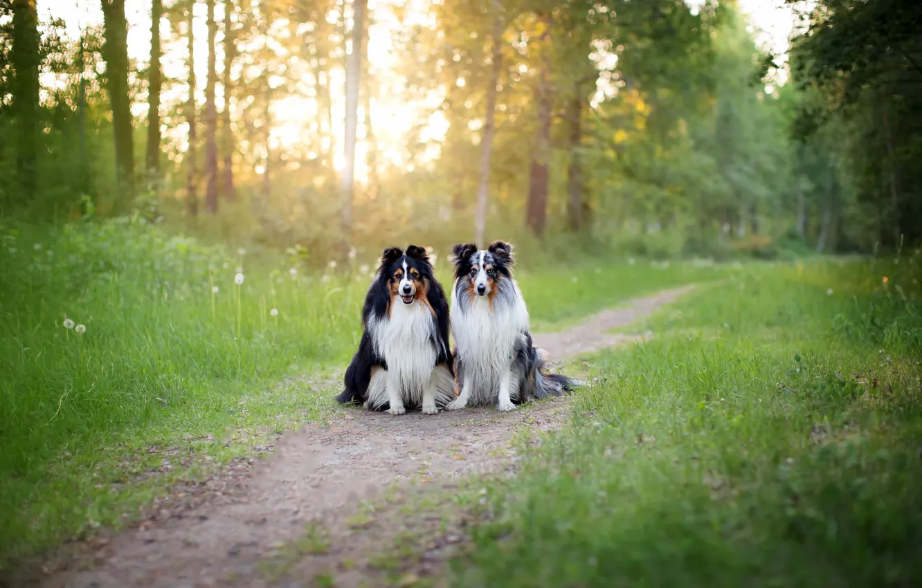Photo wallpaper dogs, nature, friends