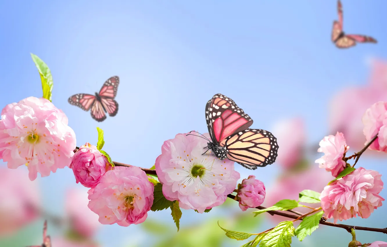 Photo wallpaper butterfly, pink, spring, flowering, sky, blue, pink, blossom