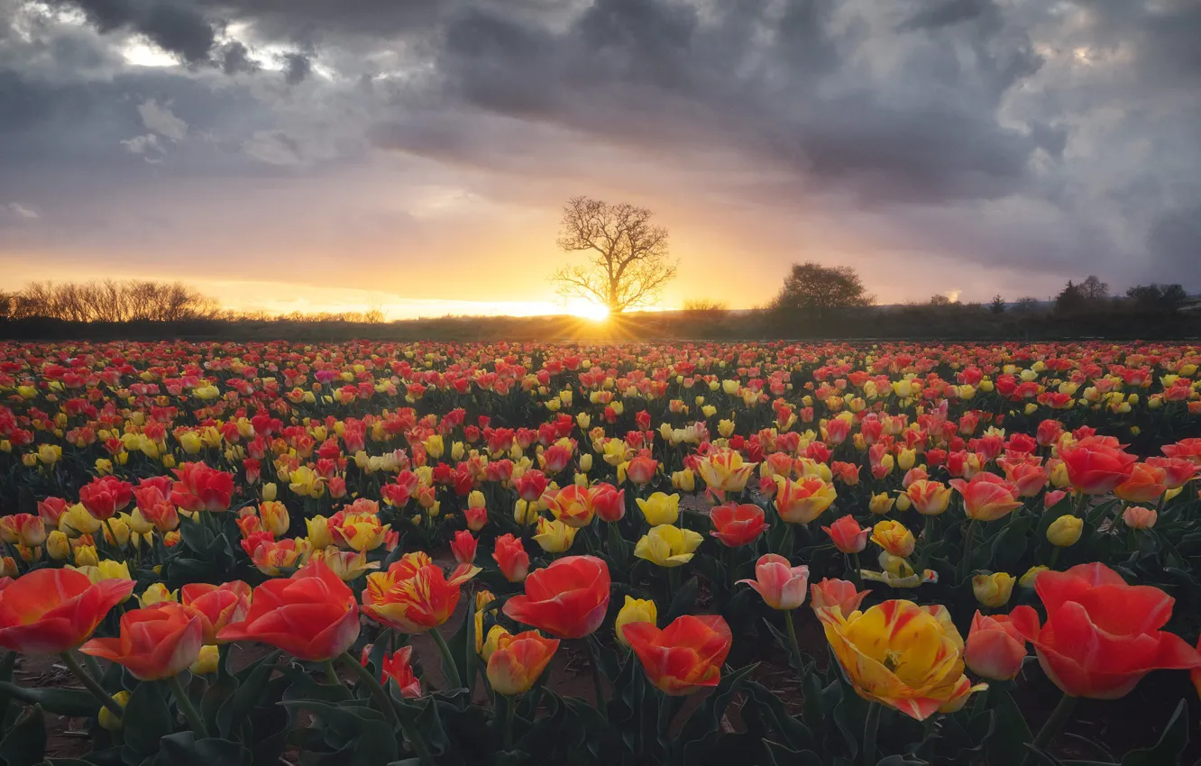 Photo wallpaper field, the sky, the sun, clouds, rays, light, trees, sunset