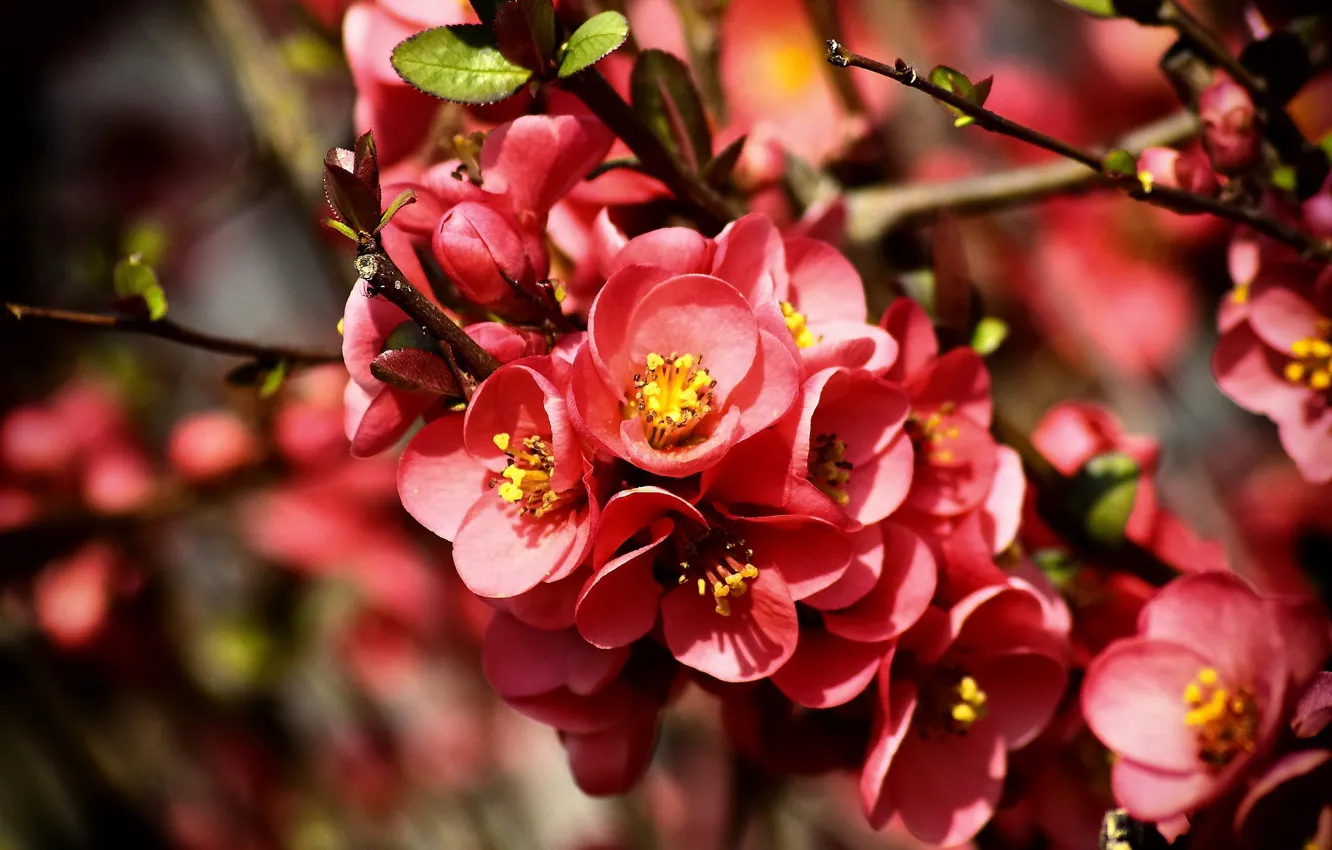 Photo wallpaper flowers, red, spring, flowering, quince