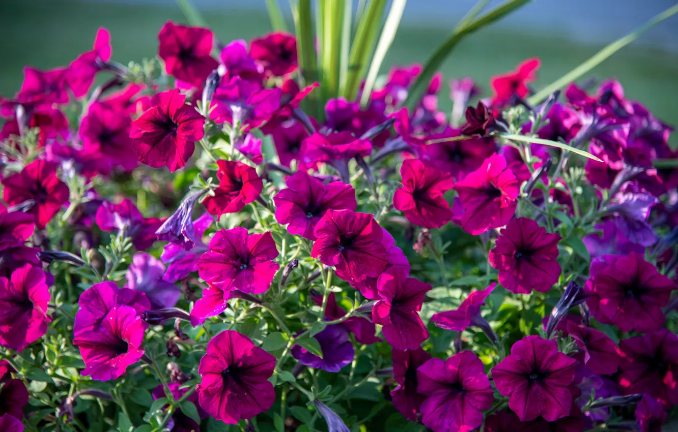 Photo wallpaper summer, light, flowers, bright, pink, flowerbed, the bushes, lilac