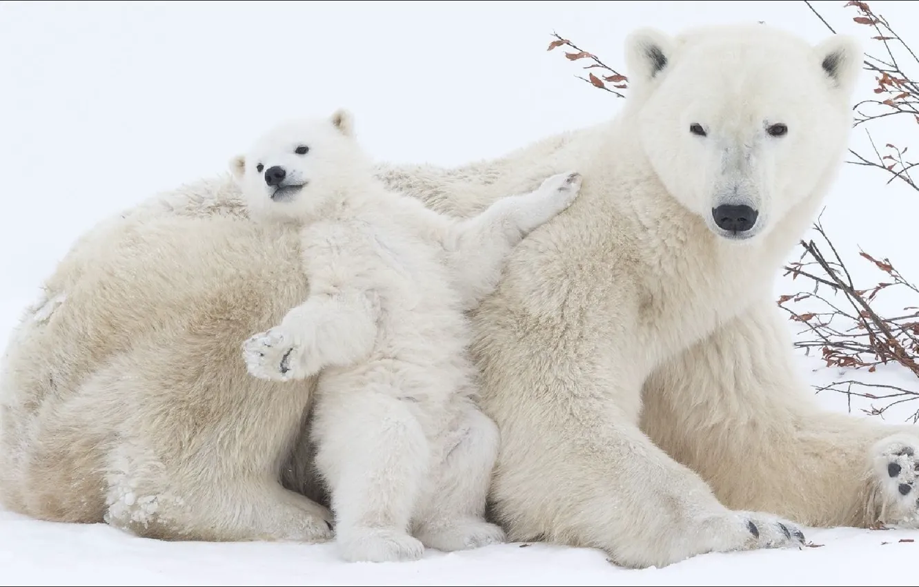 Photo wallpaper animals, oops, two, bears