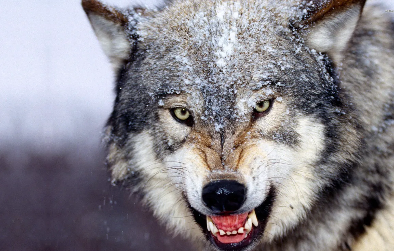 Photo wallpaper animals, beautiful, wolf