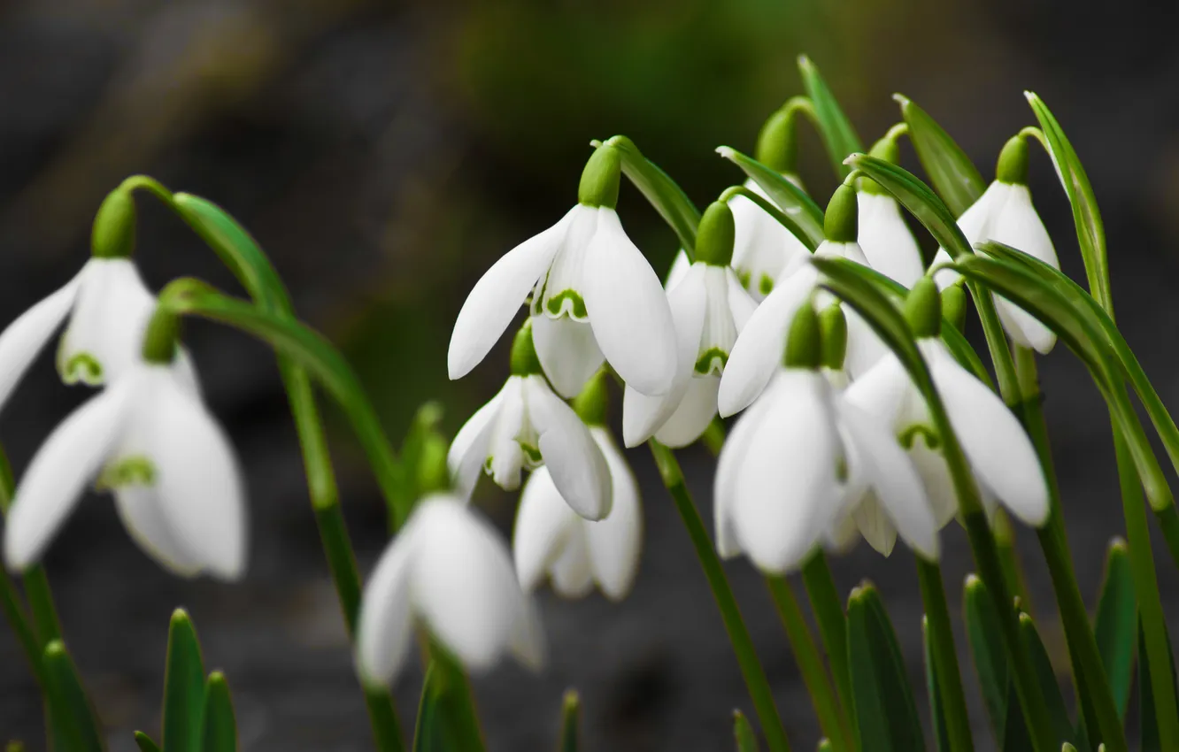 Photo wallpaper flowers, snowdrops, a lot