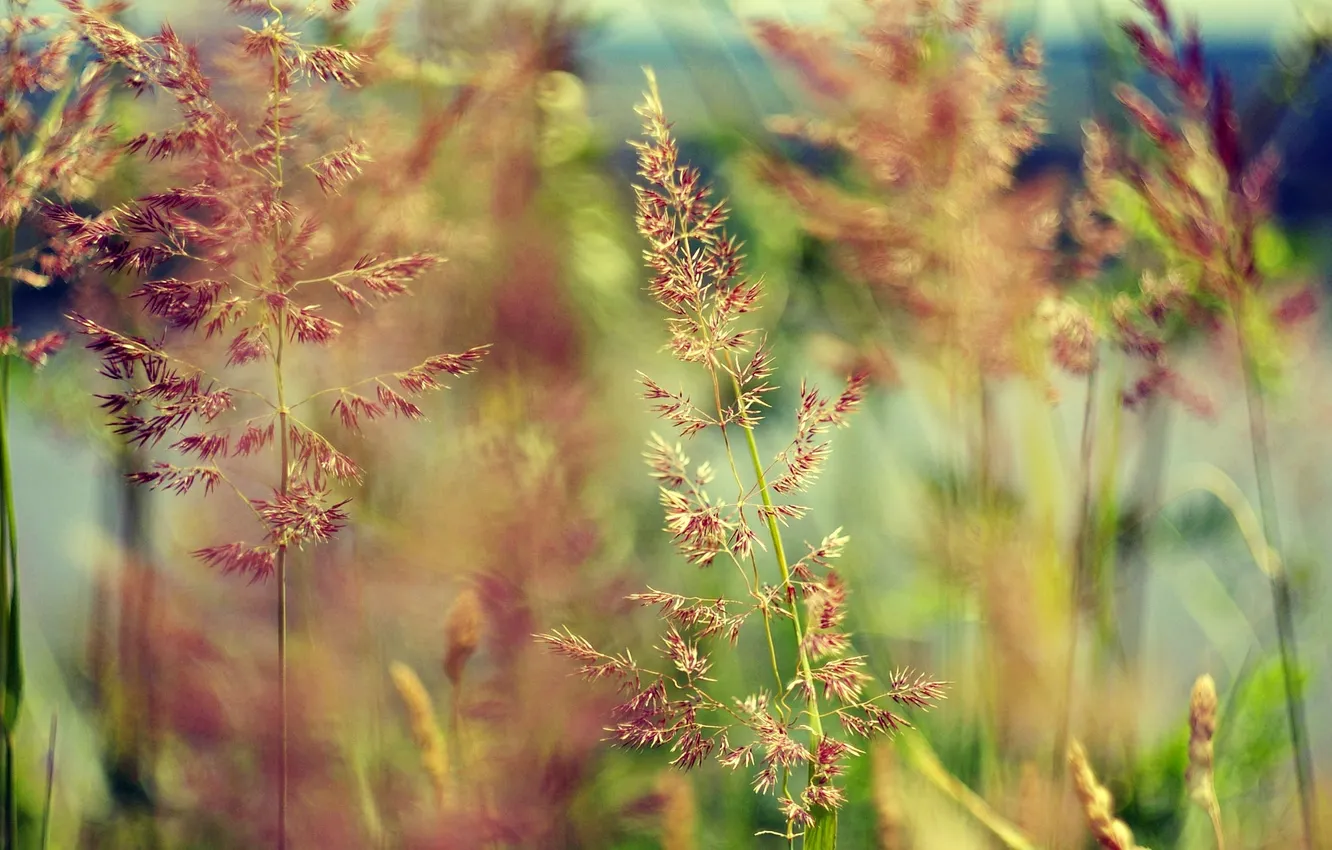 Photo wallpaper grass, spikelets, bokeh