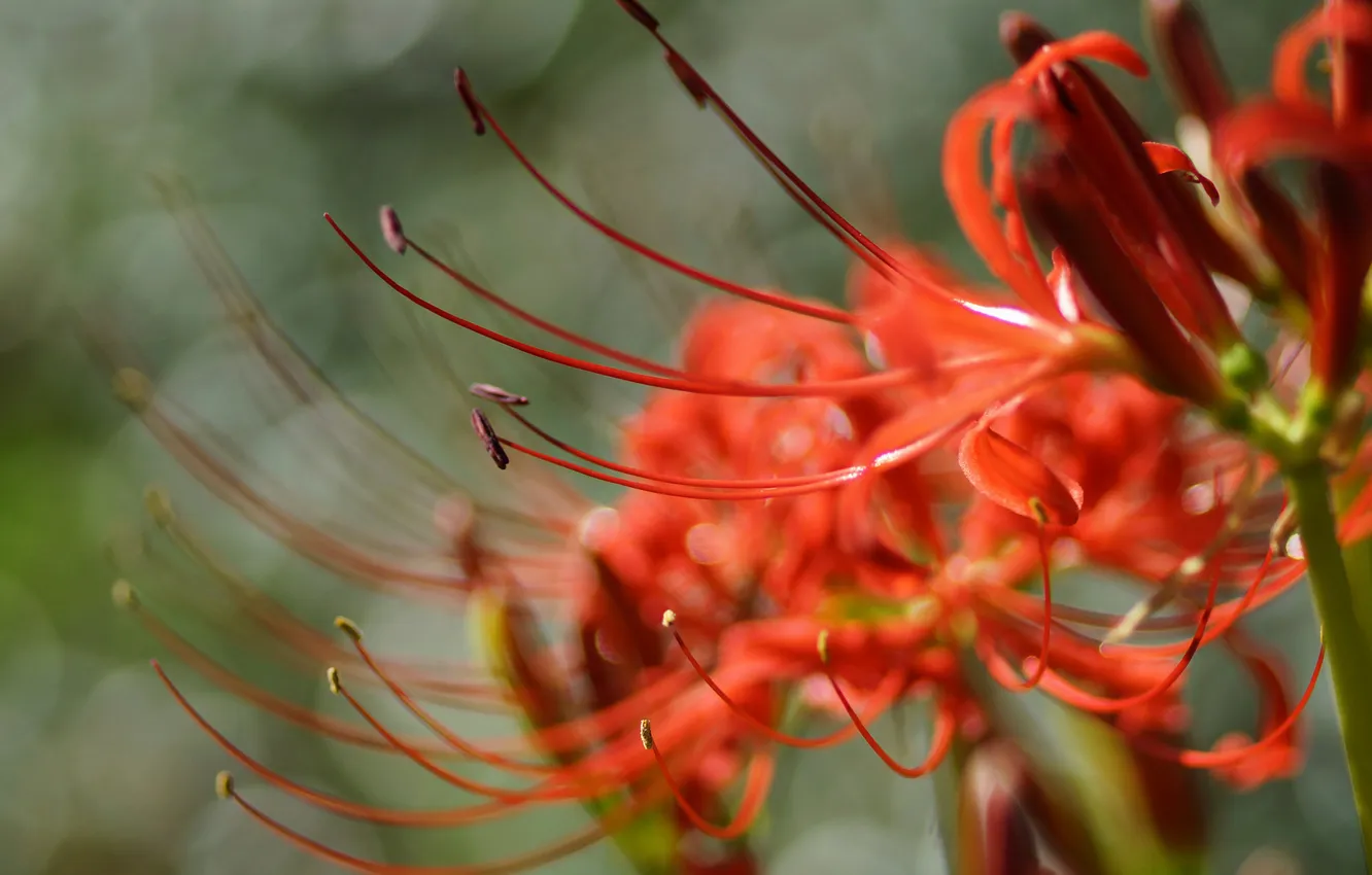 Photo wallpaper macro, flowers, red, radiata, Lycoris
