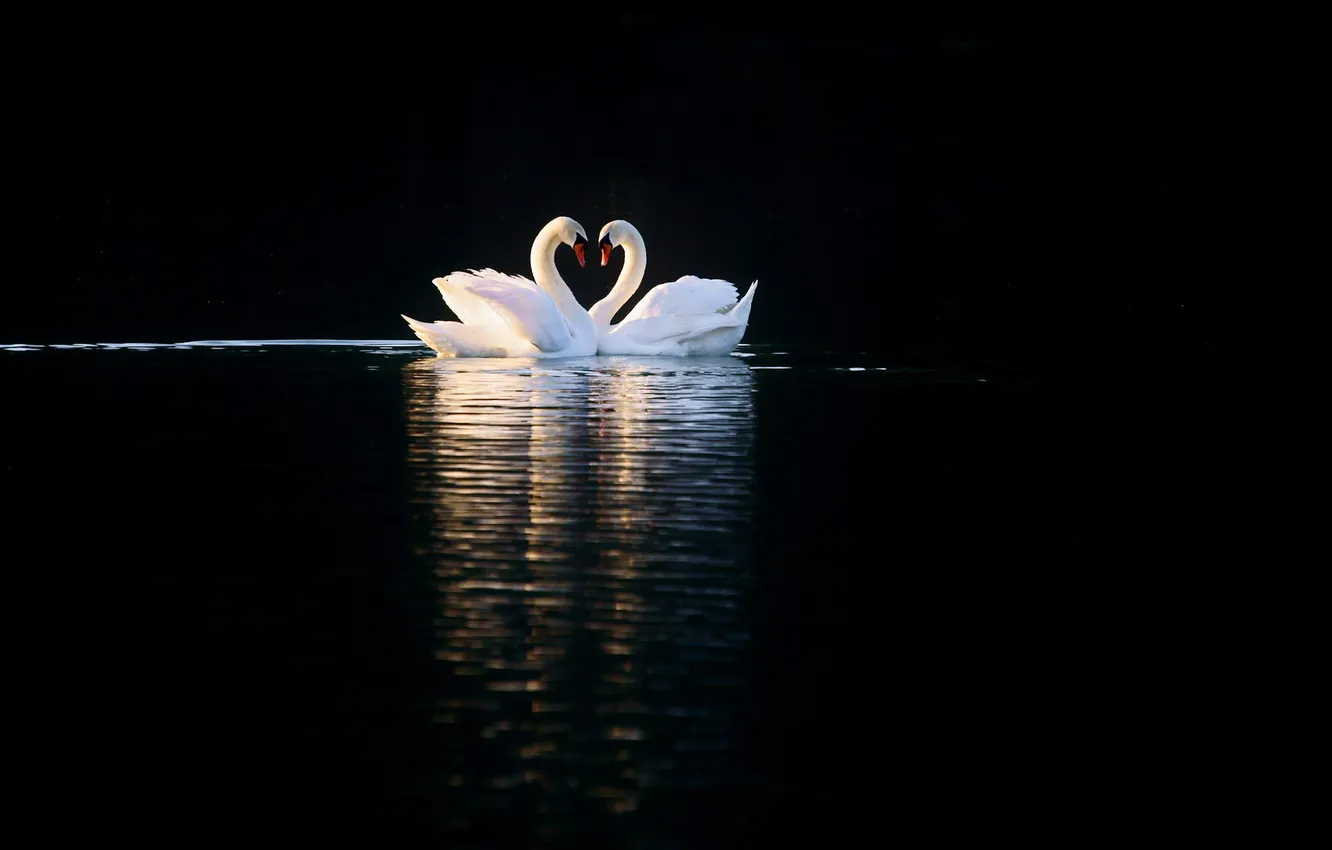 Photo wallpaper birds, lake, reflection, white, swans
