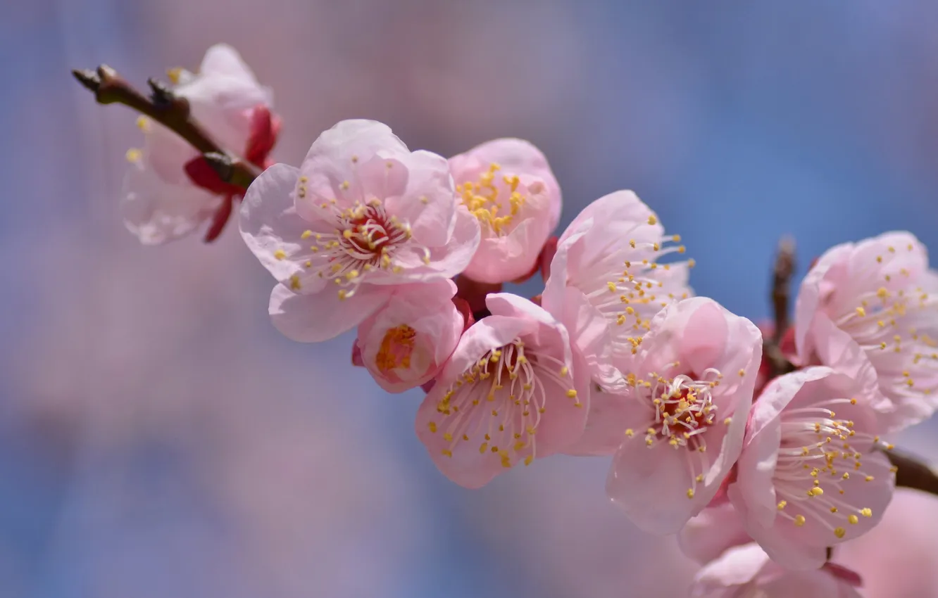 Photo wallpaper branches, spring, pink, flowering