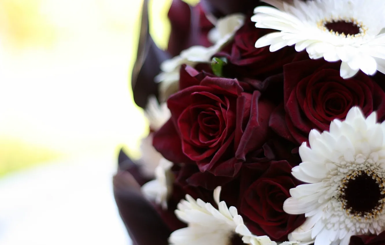Photo wallpaper white, macro, flowers, roses, bouquet, gerbera, Burgundy