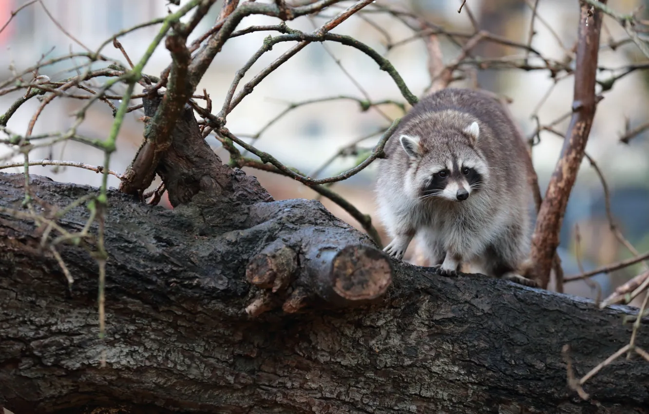 Photo wallpaper branches, raccoon, log