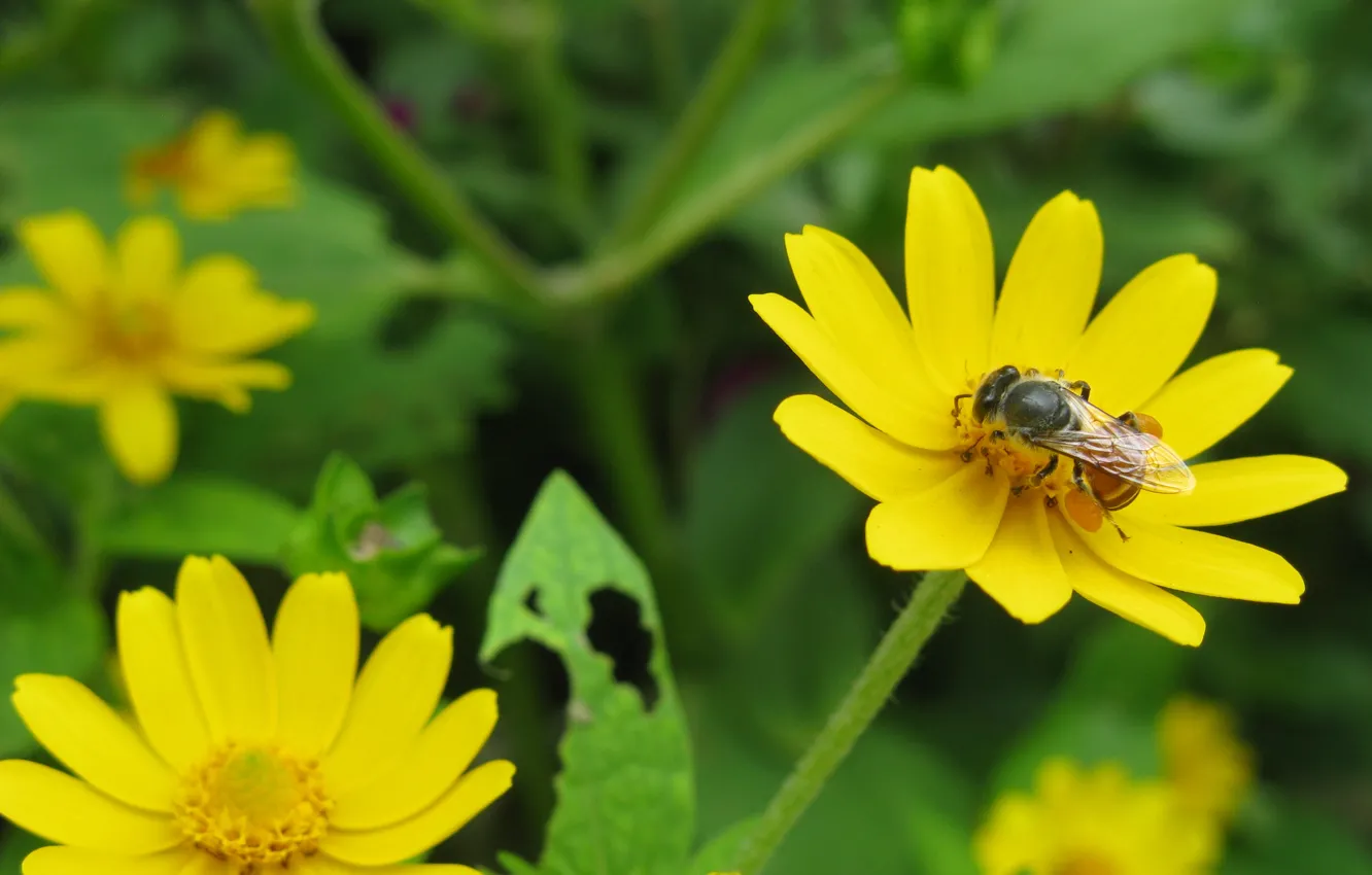 Photo wallpaper flower, nature, bee