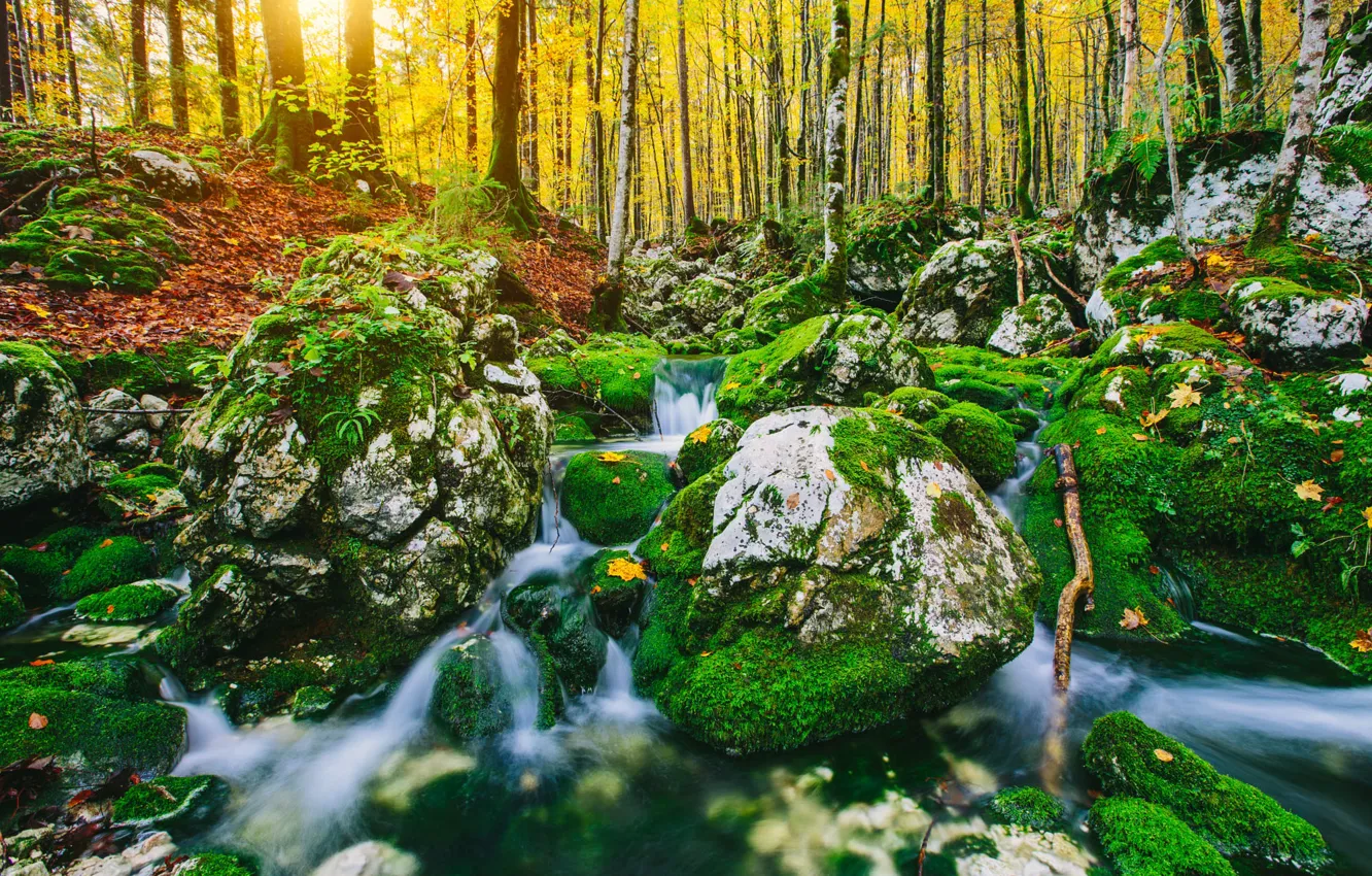 Photo wallpaper greens, autumn, forest, trees, nature, stream, stones, foliage