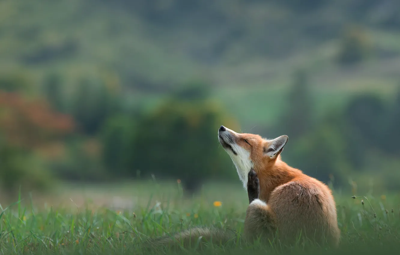Photo wallpaper summer, grass, pose, background, dandelion, hills, glade, paws
