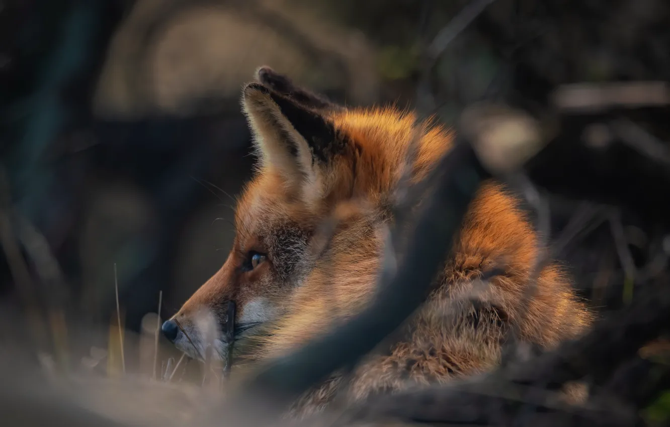 Photo wallpaper face, branches, Fox, red, bokeh