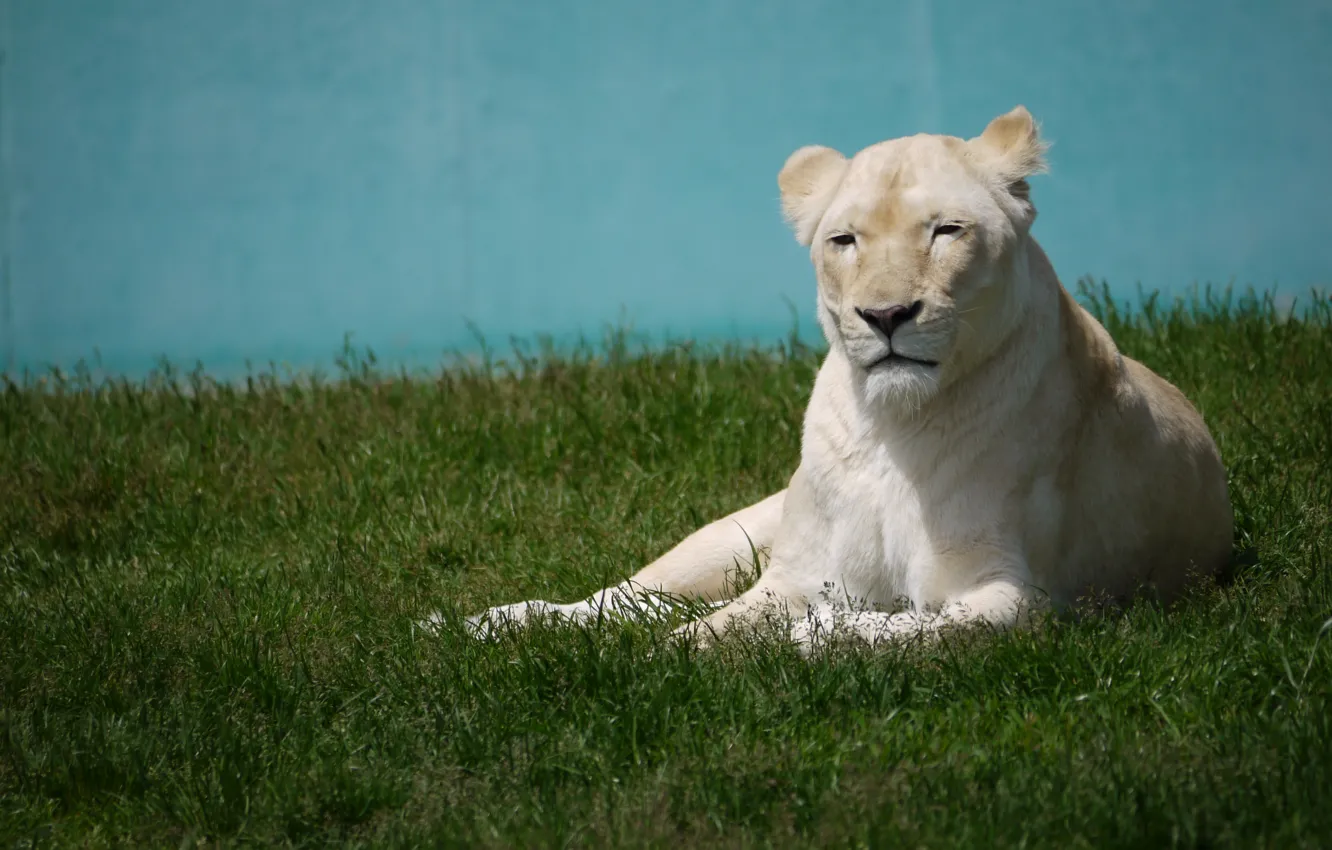 Photo wallpaper cat, grass, stay, white, lioness