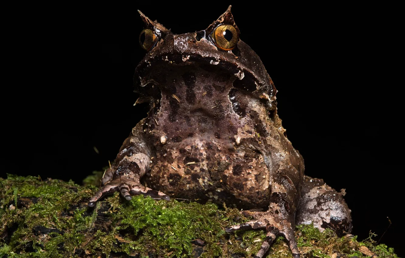 Photo wallpaper macro, frog, dampness