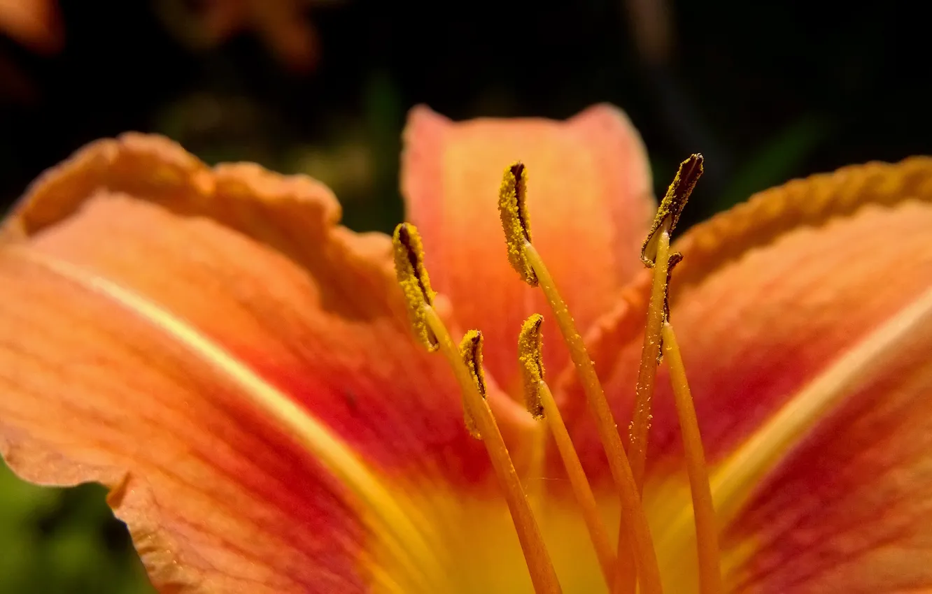 Photo wallpaper flower, macro, beauty