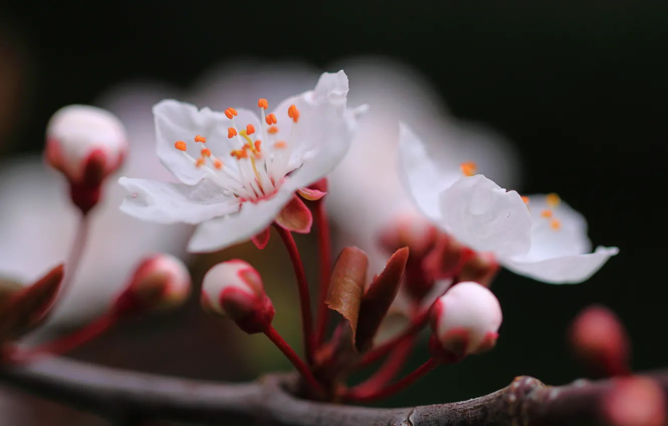 Photo wallpaper macro, flowers, branches, cherry, spring