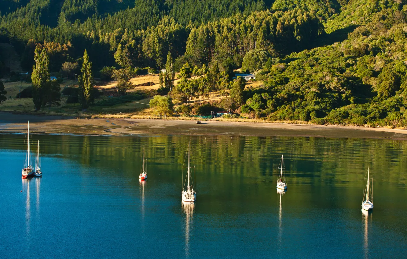 Photo wallpaper greens, forest, the sun, trees, Strait, shore, yachts, New Zealand