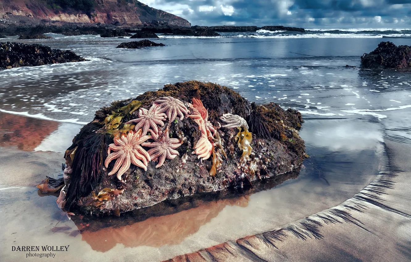 Photo wallpaper beach, stones, the ocean, rocks, New Zealand, starfish, North island, Maori Bay