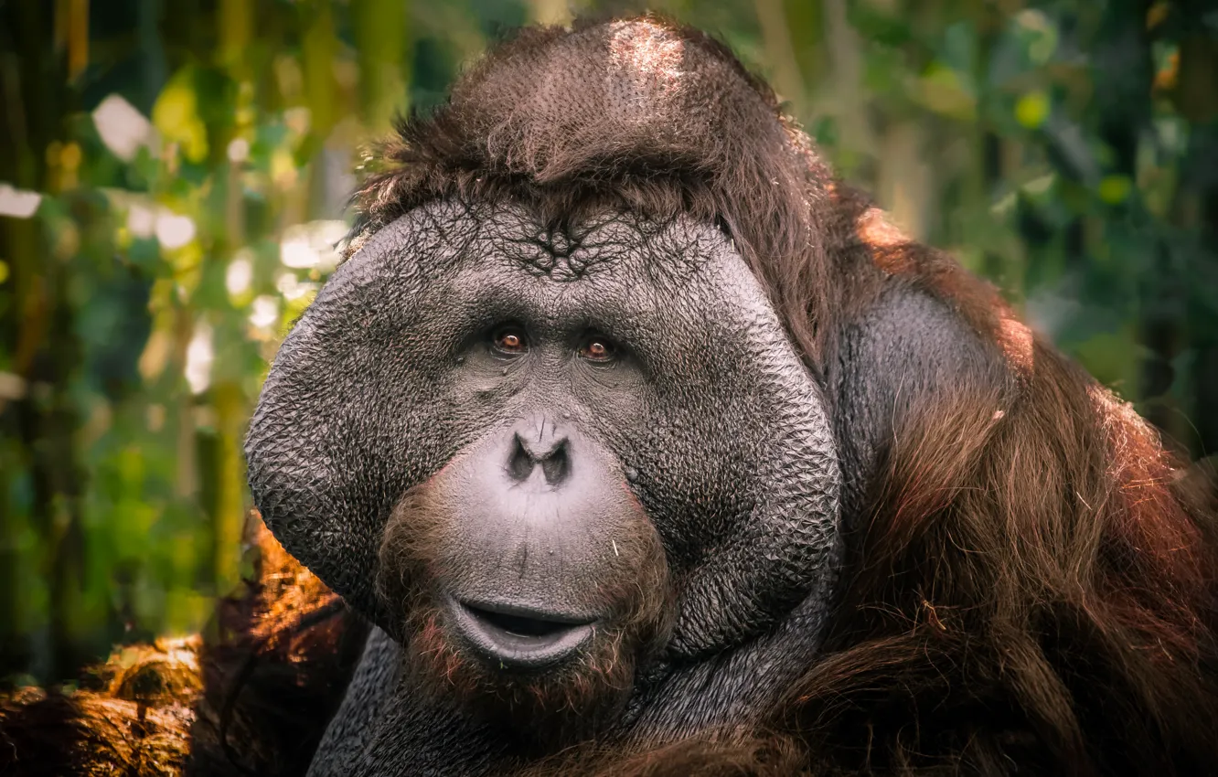 Photo wallpaper Sumatran orangutan, portrait, look, orangutan, face, monkey, bokeh