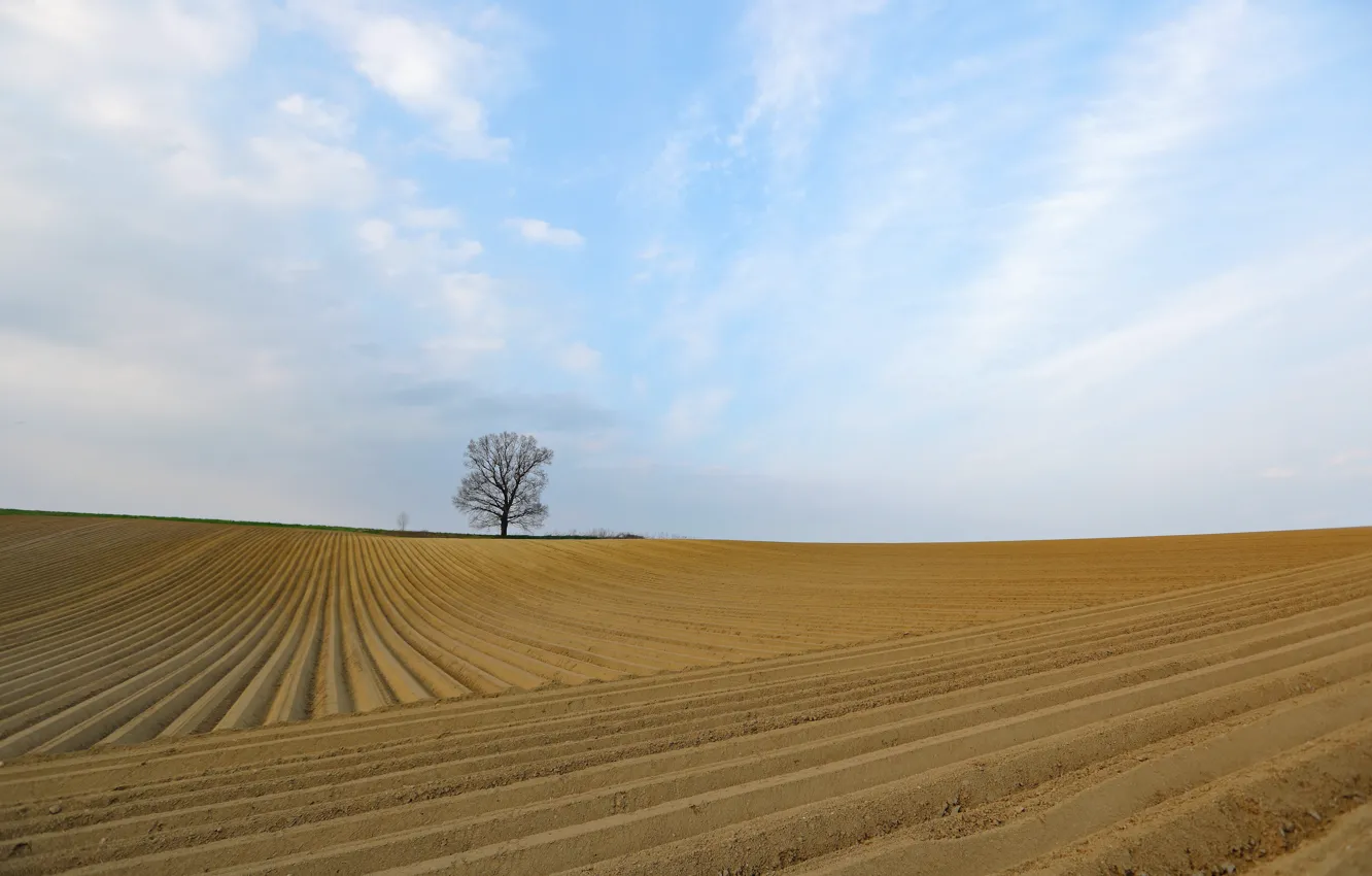Photo wallpaper field, nature, tree, arable land
