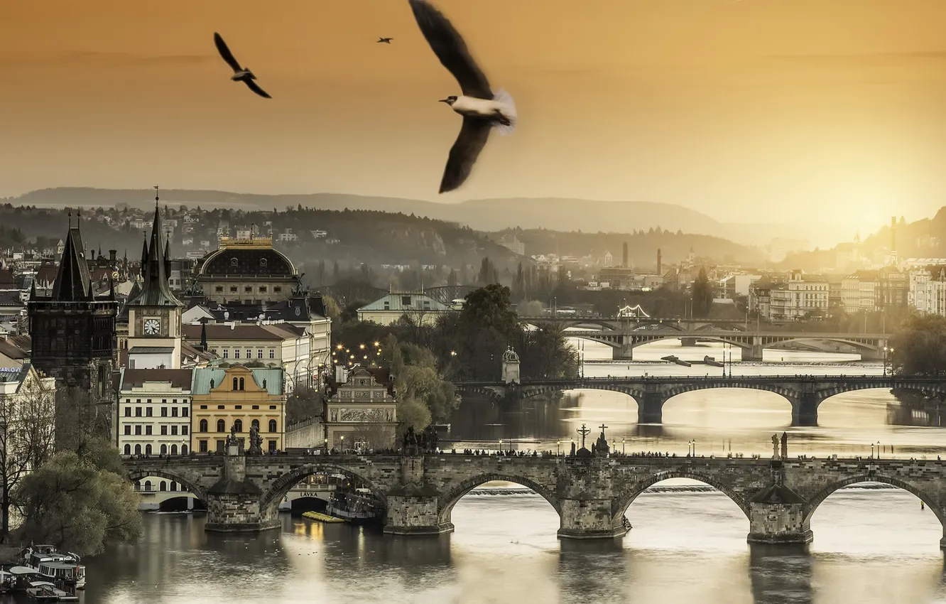 Photo wallpaper sunset, birds, Prague