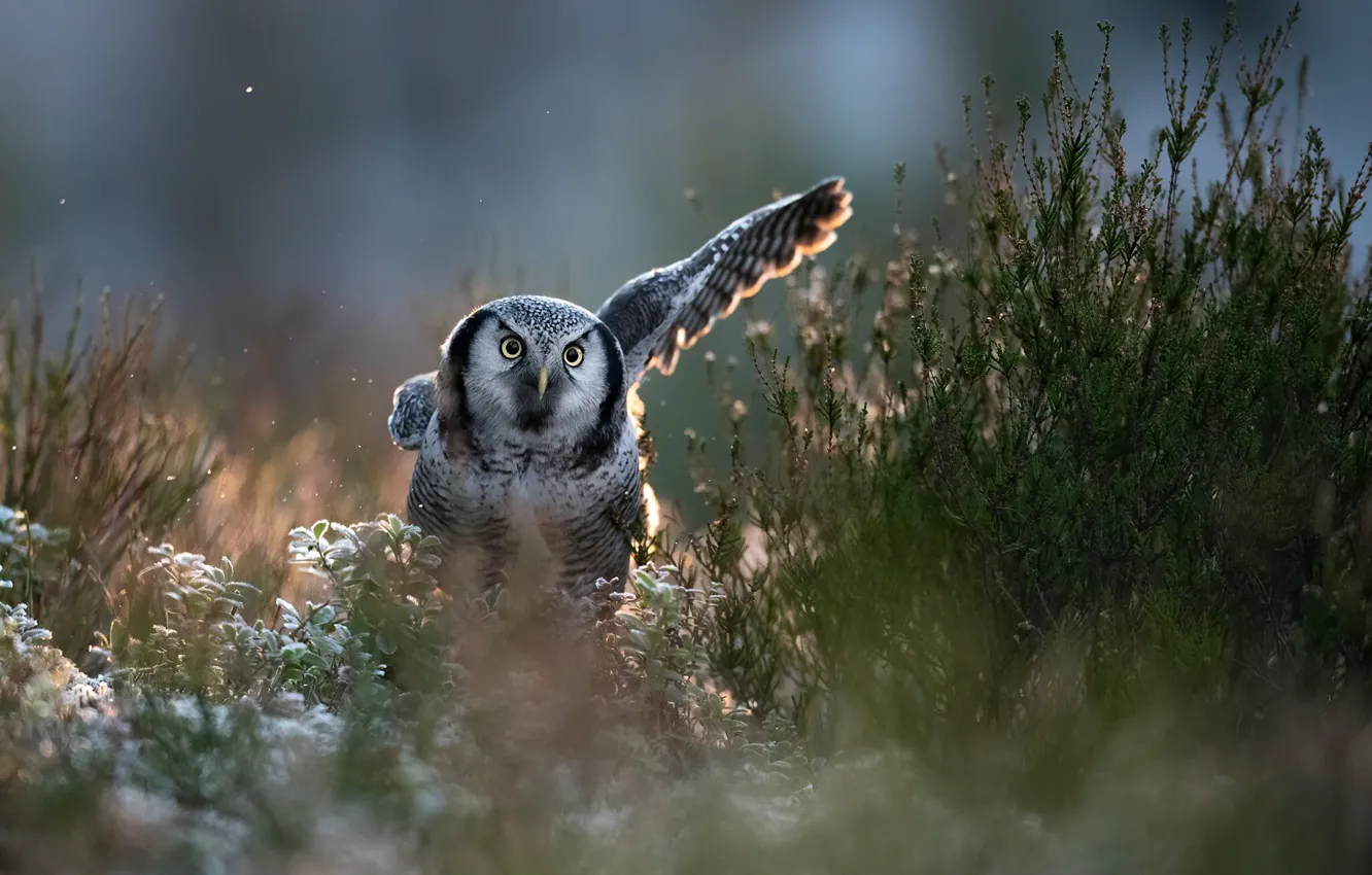 Photo wallpaper look, nature, pose, owl, bird, glade, vegetation, wings