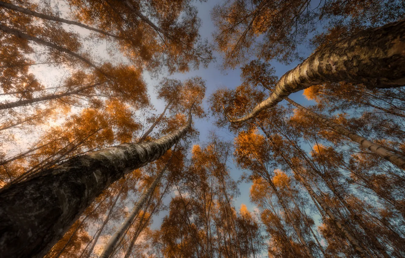 Photo wallpaper autumn, forest, trees, branches, nature, fog, foliage