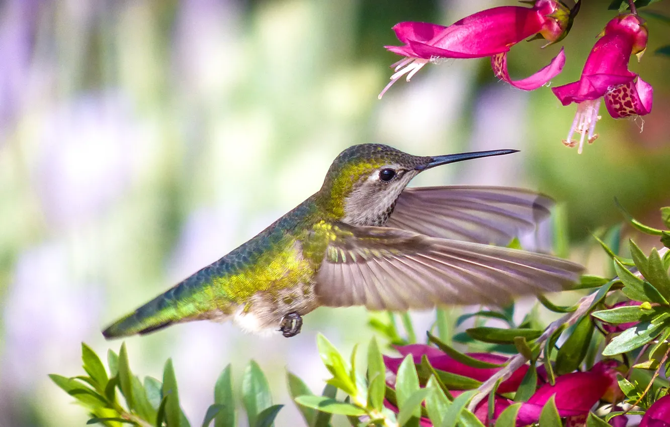 Photo wallpaper flowers, branches, nature, Hummingbird, bird