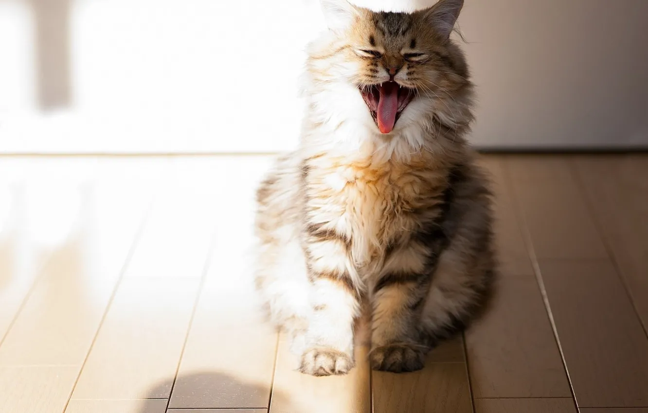 Photo wallpaper cat, Fluffy, striped, yawns