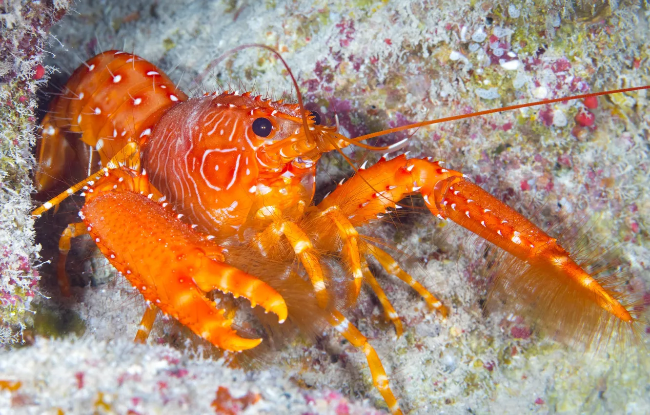 Photo wallpaper macro, orange, cancers