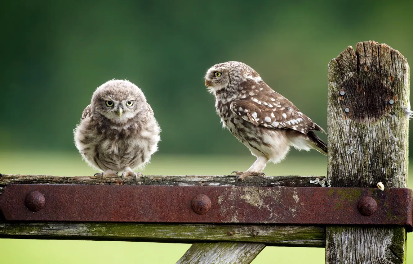 Photo wallpaper birds, nature, the fence, owls, owlet, Owls