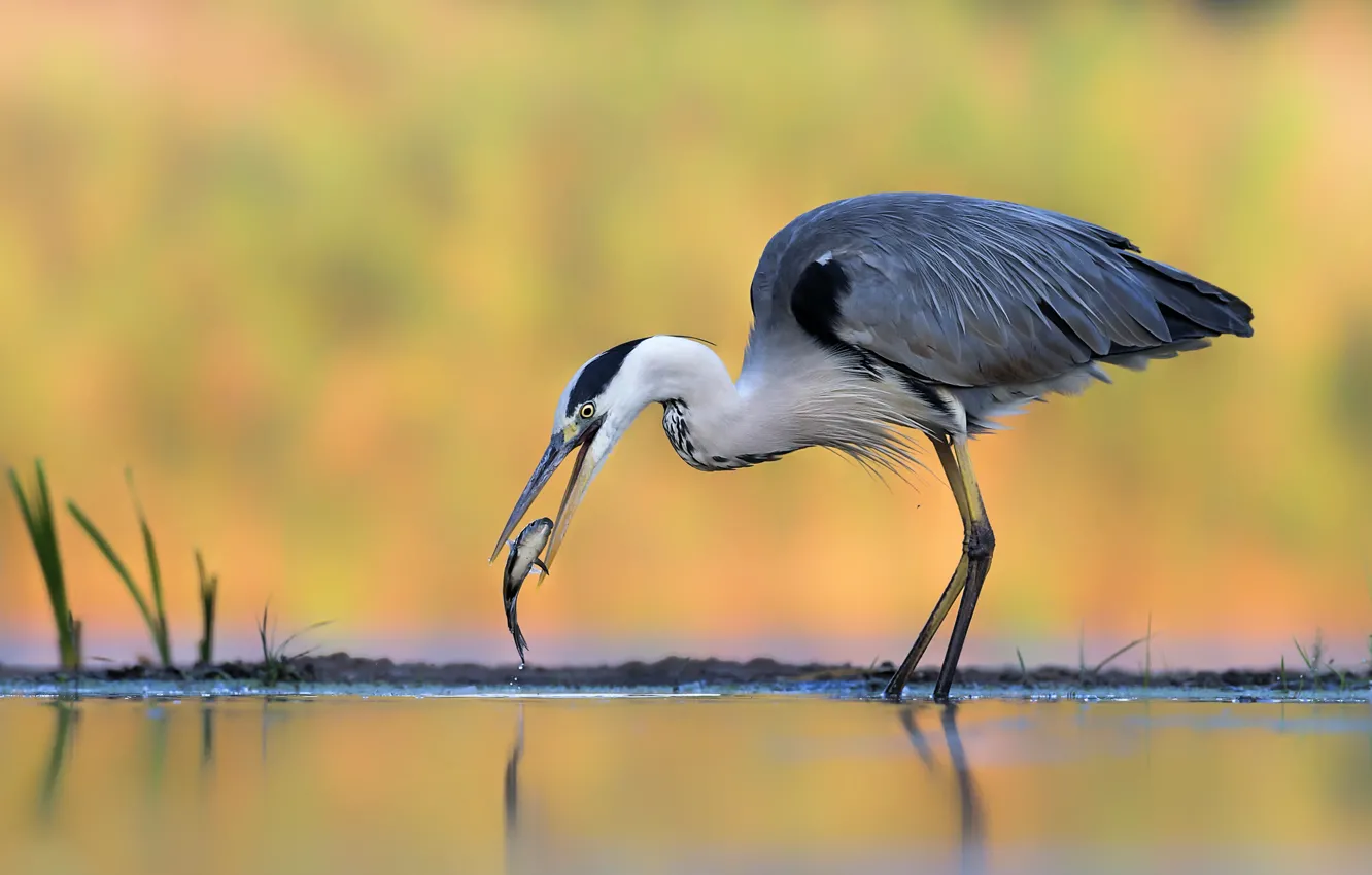 Photo wallpaper bird, fish, Heron
