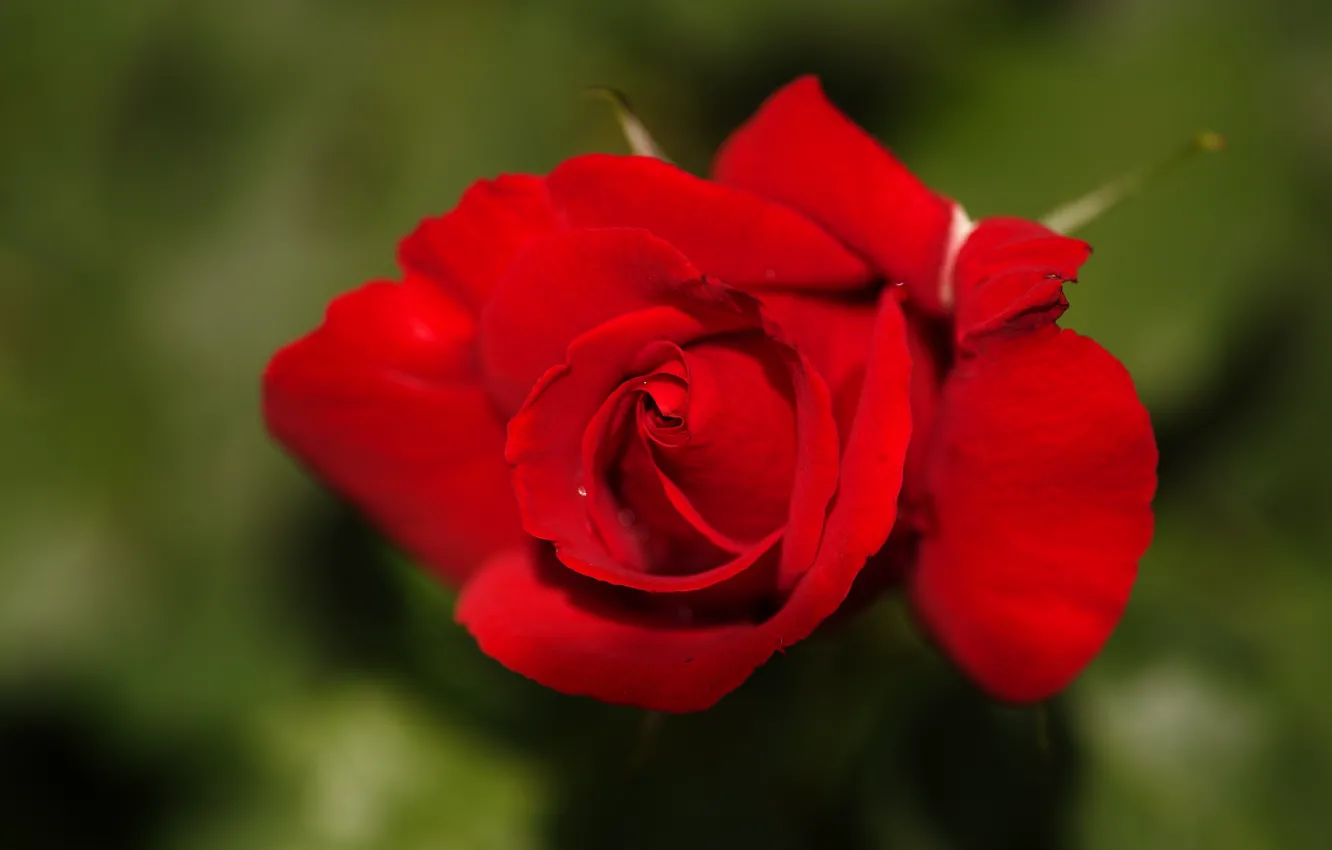 Photo wallpaper flower, rose, Bud, red, green background, bokeh