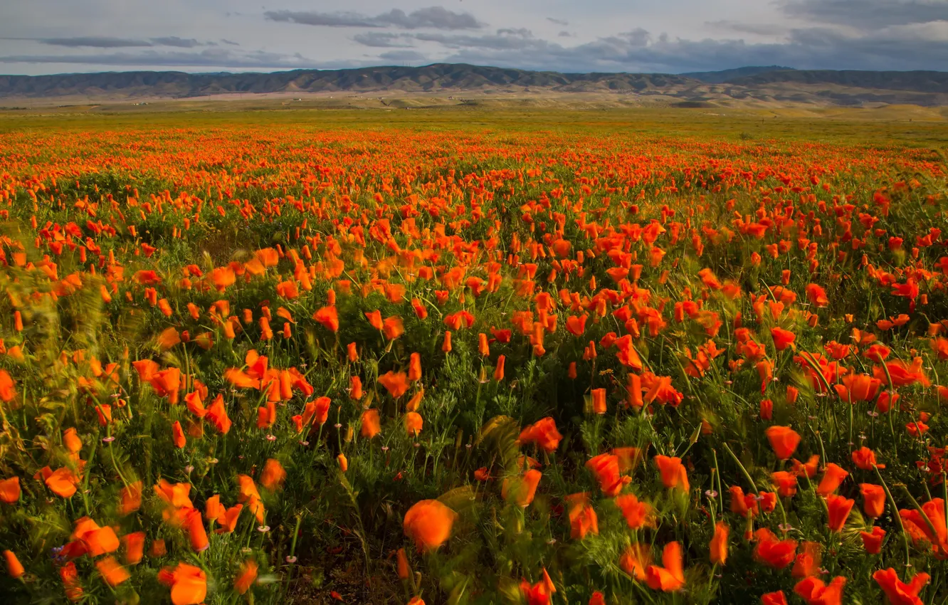 Photo wallpaper field, flowers, the wind, Escholzia