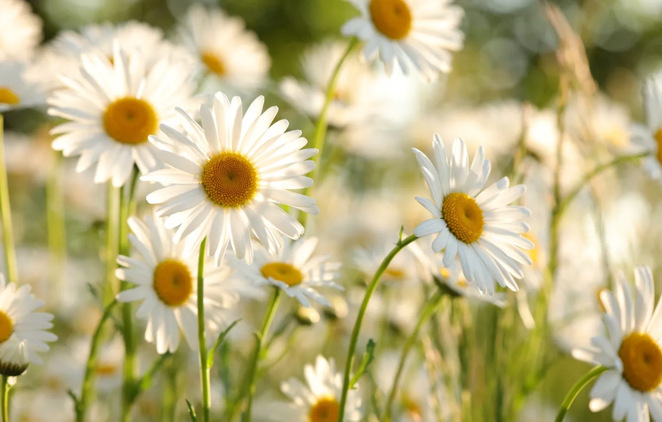 Photo wallpaper light, flowers, chamomile, garden, white, bokeh, leucanthemum