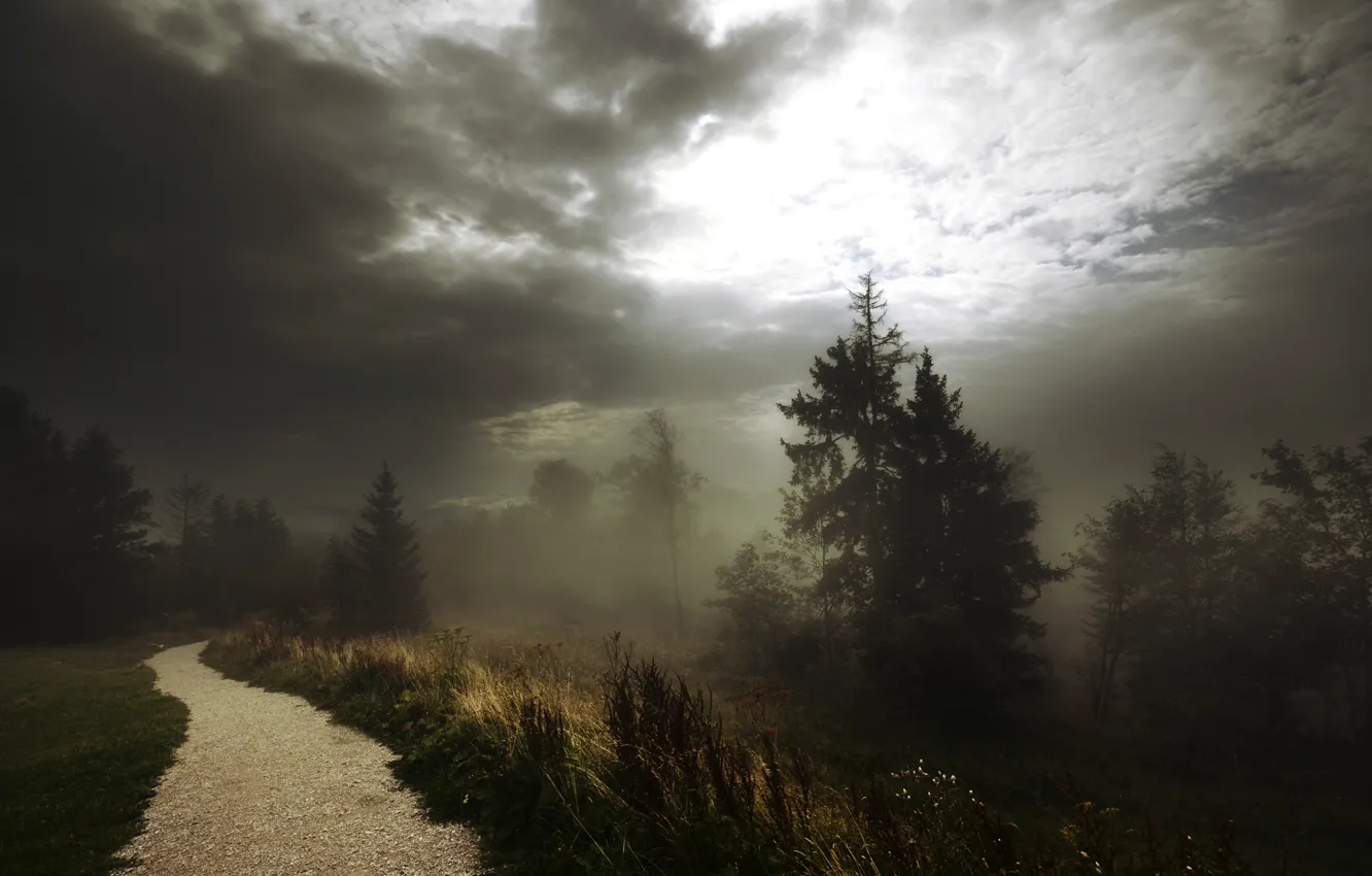 Photo wallpaper forest, grass, trees, clouds, fog, track, path