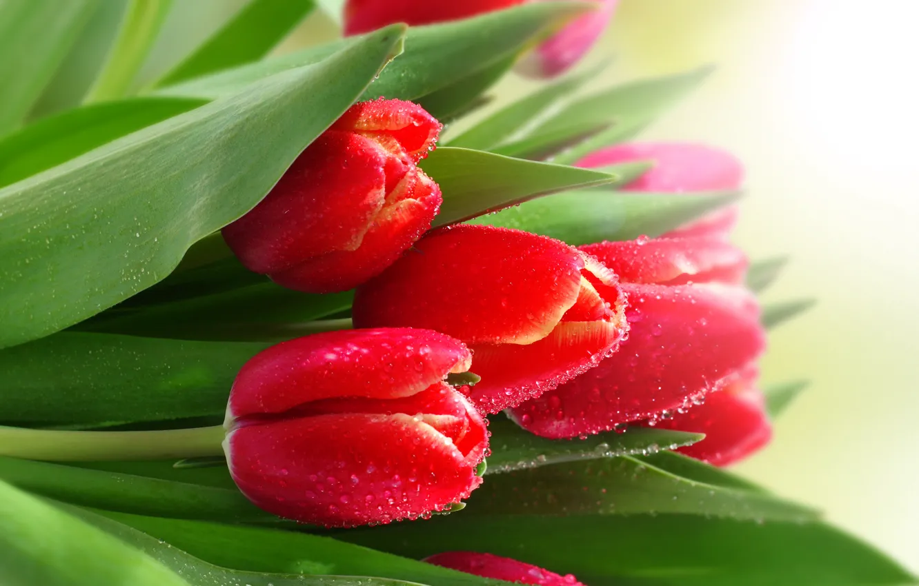Photo wallpaper droplets, Rosa, tulips, red