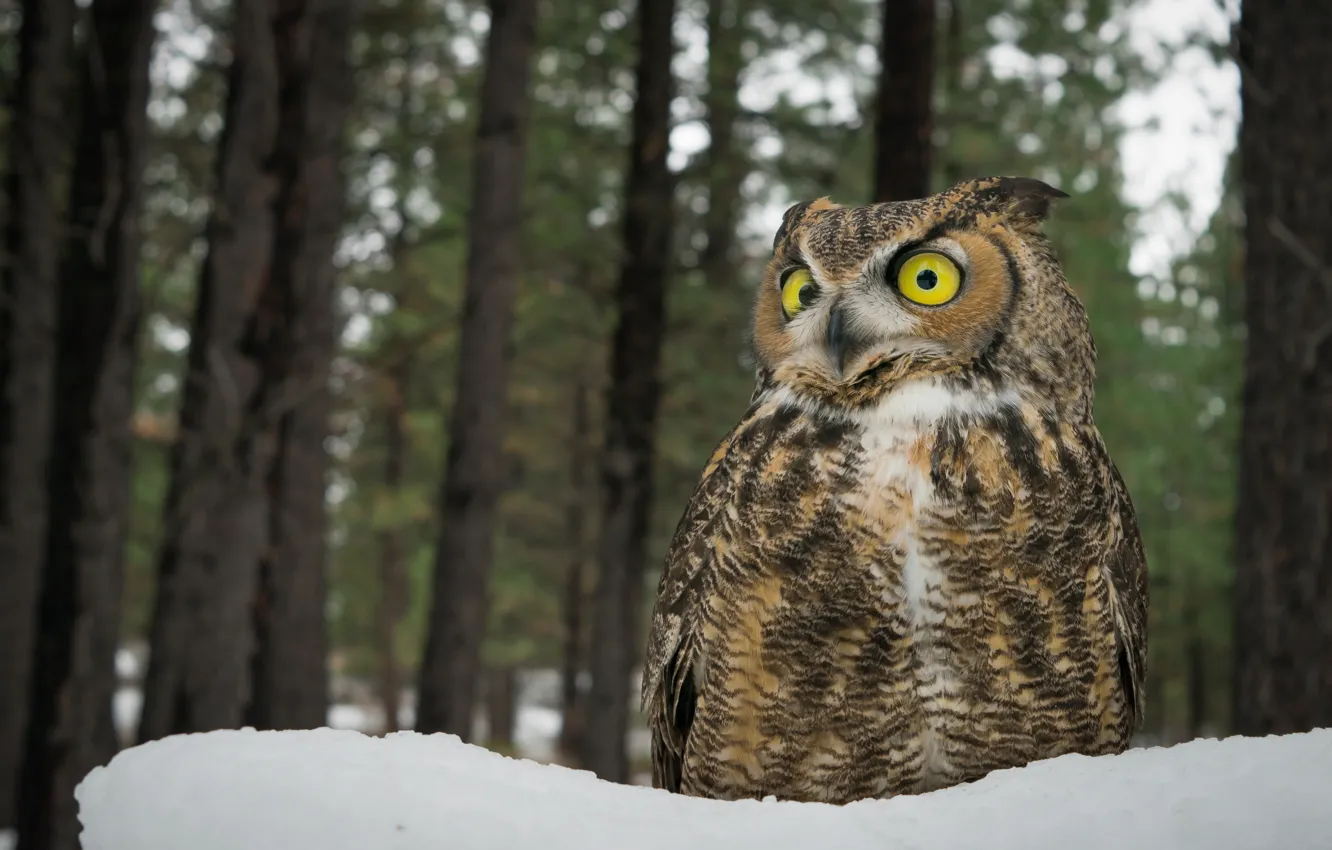 Photo wallpaper snow, trees, owl, bird, eyes, Virgin Filin