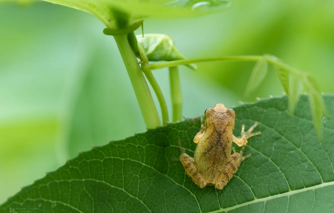 Photo wallpaper greens, plant, frog