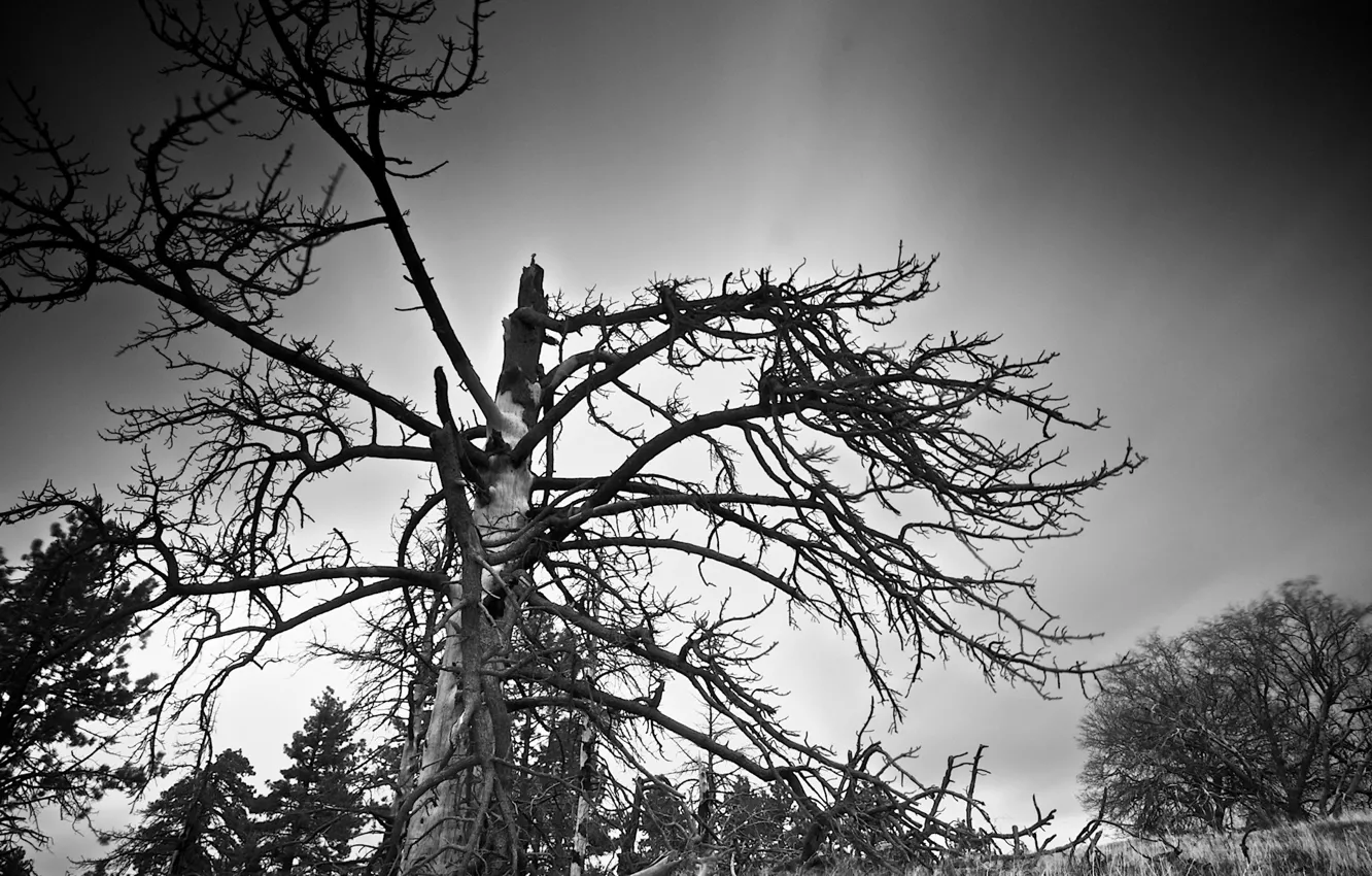 Photo wallpaper trees, branches, black and white, 157