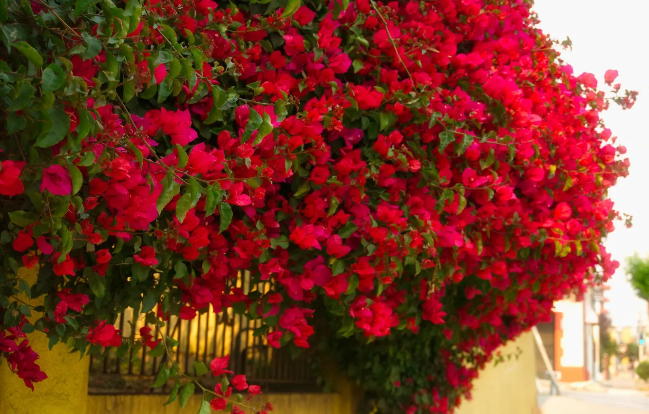 Photo wallpaper flowers, Azalea, rhododendrons