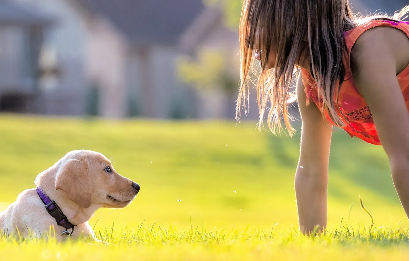 Photo wallpaper girl, mood, dog