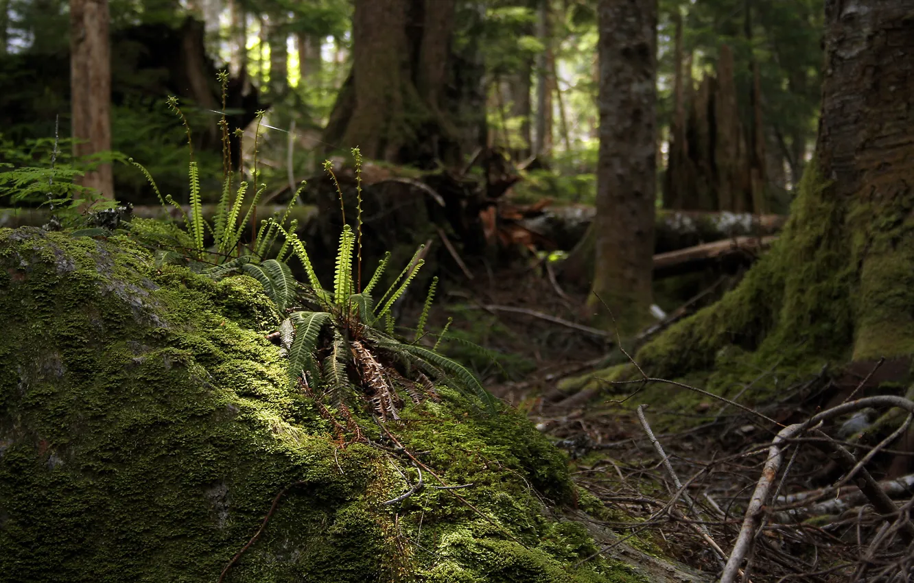 Photo wallpaper forest, moss, fern